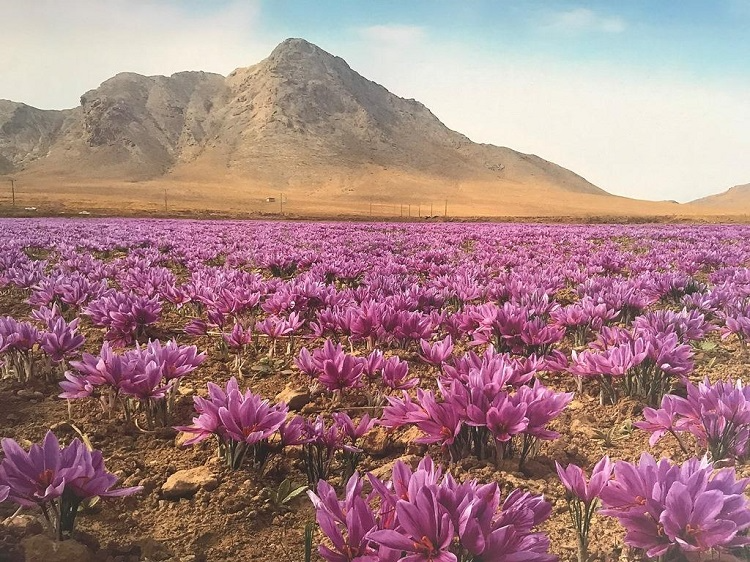 Authentic saffron cultivation and direct supply chain traceability from farm to export